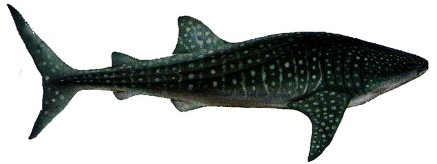 Rhincodon typus_09.jpg